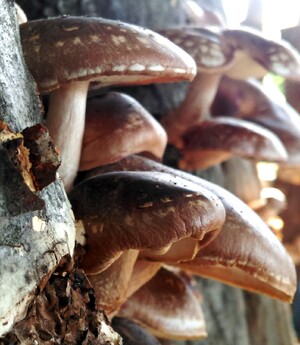 Shiitake Pilze, auf Baumstämmen wachsend