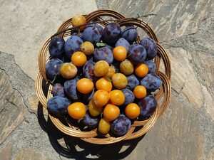 Kriecherl und Zwetschken in einem Flechtkorb im Sonnenlicht
