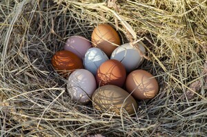 9 bunte Eier von alten Rassen in einem Legenest aus Stroh. 