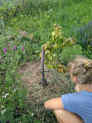 kleines Bäumchen in der Wiese und davor eine hockende Frau.
