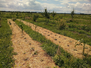 Gemüsegarten von Ouvertura im Sommer, zu sehen sind gemulchte Beete und Obstbäume