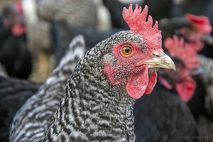 Nahaufnahme eines Perlhuhns mit weiteren Hühnern im Hintergrund 
